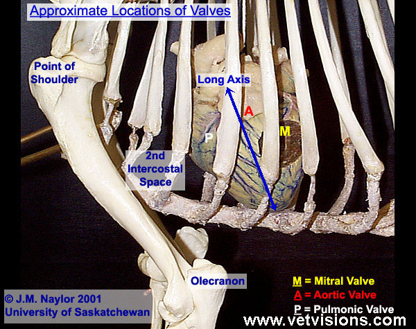 Approximate locations of valves, left side (copyright J.M. Naylor 2001 University of Saskatchewan)